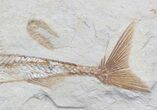 Large Eurypholis Fossil Fish With Shrimp - Lebanon #36948-2
